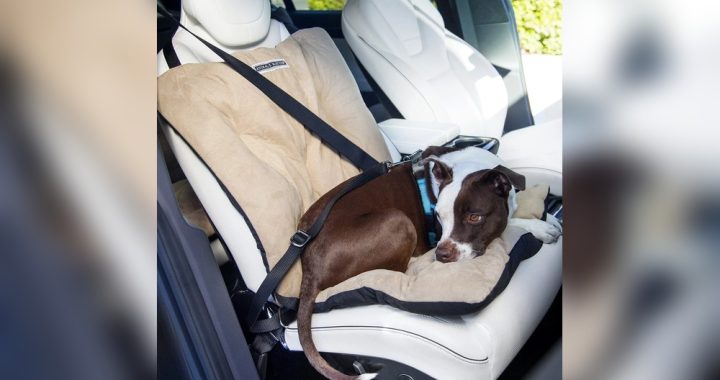 Do You Have to Have a Seatbelt in a Car: Essential Safety Facts