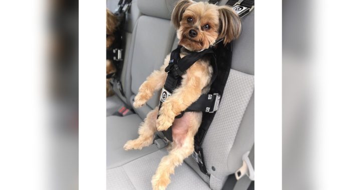 Dog Car Harness Seatbelt: Ultimate Safety for Your Furry Friend