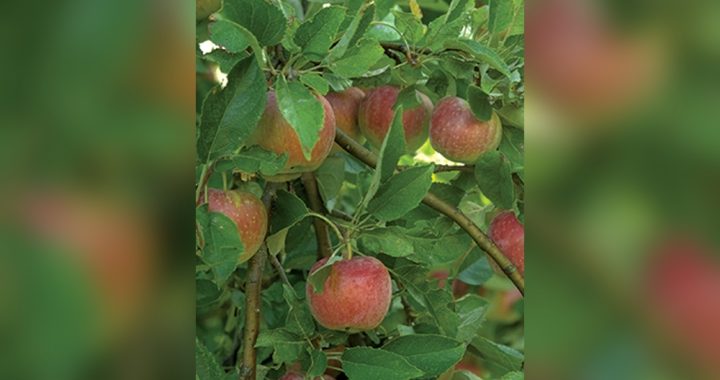 How to Care for Organic Fruit Trees Iowa: Expert Tips for Success