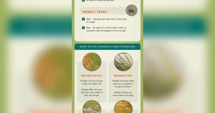How to Do Organic Lawn Care: Easy Steps for a Lush Green Yard