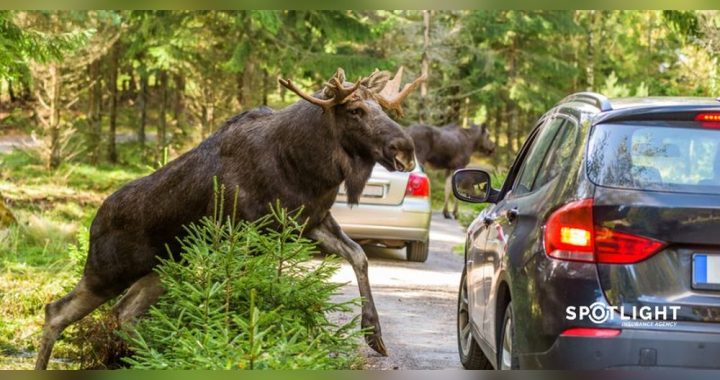 Is Animal Damage Covered by Car Insurance? Essential Facts Revealed