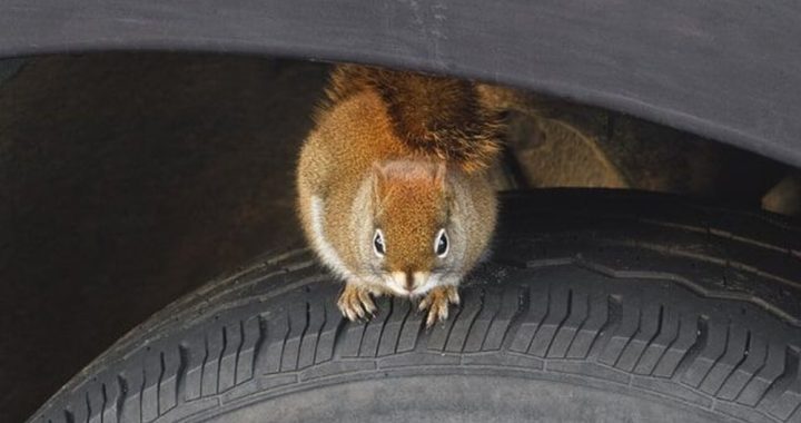 Is Mice Damage Covered by Car Insurance? Shocking Truth Revealed!