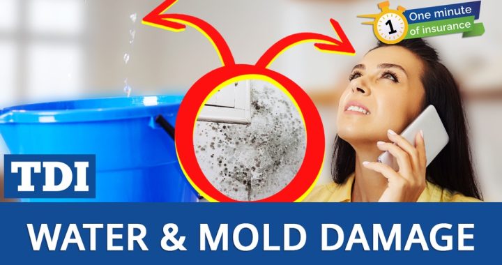 Is Mold in Car Covered by Insurance? Essential Facts Revealed