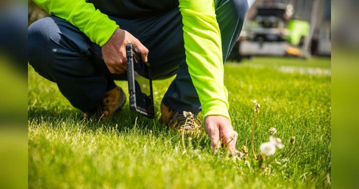 Is Organic Lawn Care Effective: Proven Tips for a Lush Lawn