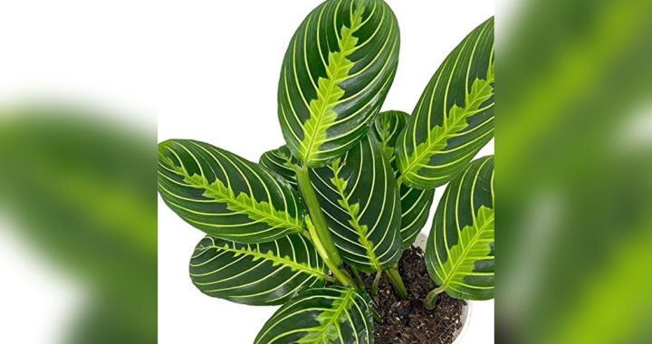 Easy Care Indoor Plants Low Light: Perfect Air-Purifying Houseplants Guide